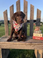 Luna , a female Labrador Retriever for sale in Dundee, OH – 3 of 8