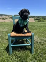 Chaol, a male Labrador Retriever for sale in Dundee, OH – 8 of 9