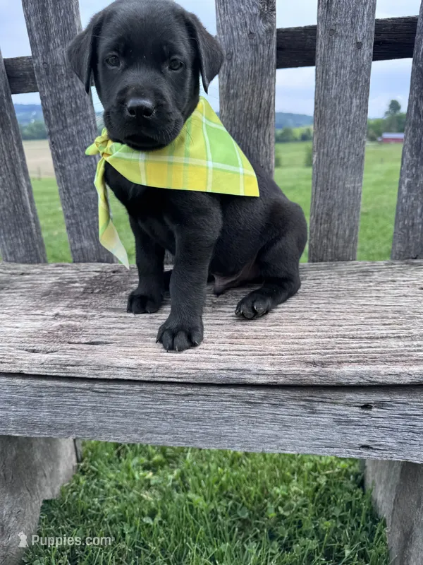 Lorcan  – Labrador Retriever puppy for sale in Dundee, OH
