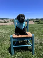 Lorcan , a male Labrador Retriever for sale in Dundee, OH – 6 of 8