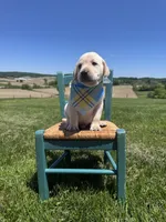 Rowan , a male Labrador Retriever for sale in Dundee, OH – 6 of 6