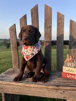 Luna , a female Labrador Retriever for sale in Dundee, OH – 5 of 8