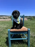 Fenrys , a male Labrador Retriever for sale in Dundee, OH – 3 of 7