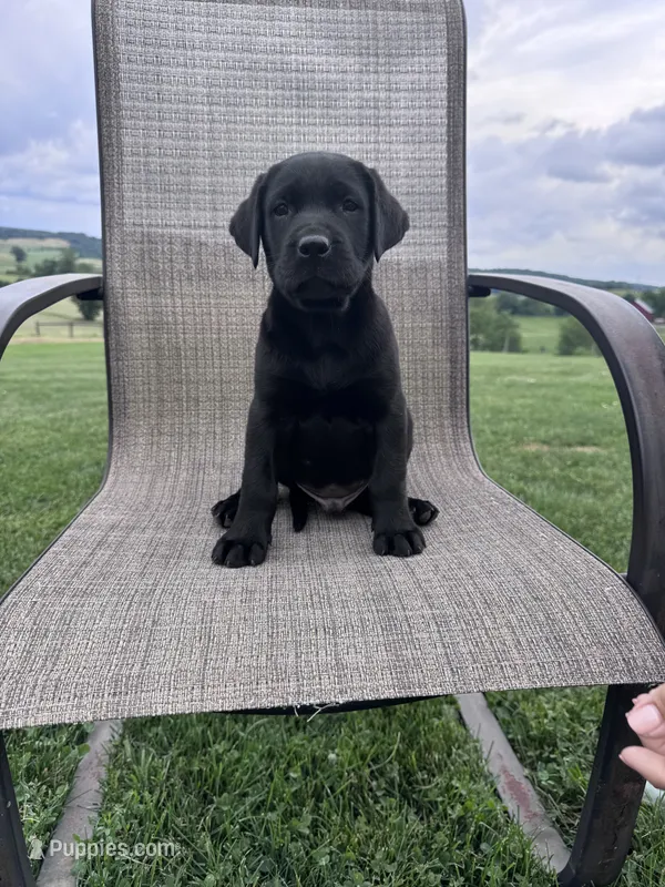 Lorcan  – Labrador Retriever puppy for sale in Dundee, OH