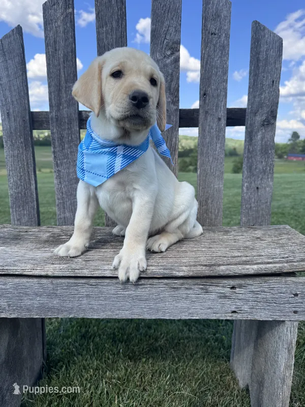 Rowan  – Labrador Retriever puppy for sale in Dundee, OH