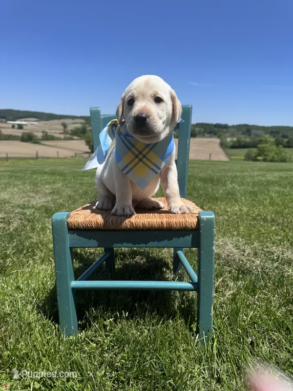Rowan  – Labrador Retriever puppy for sale in Dundee, OH