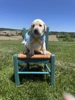 Rowan , a male Labrador Retriever for sale in Dundee, OH – 1 of 6