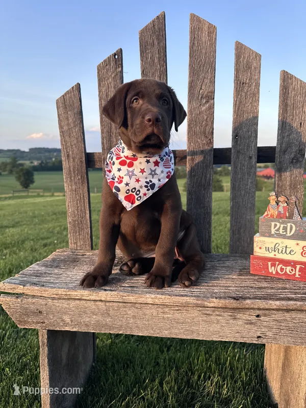 Luna  – Labrador Retriever puppy for sale in Dundee, OH