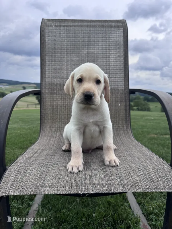 Rowan  – Labrador Retriever puppy for sale in Dundee, OH