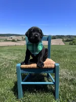Chaol, a male Labrador Retriever for sale in Dundee, OH – 7 of 9