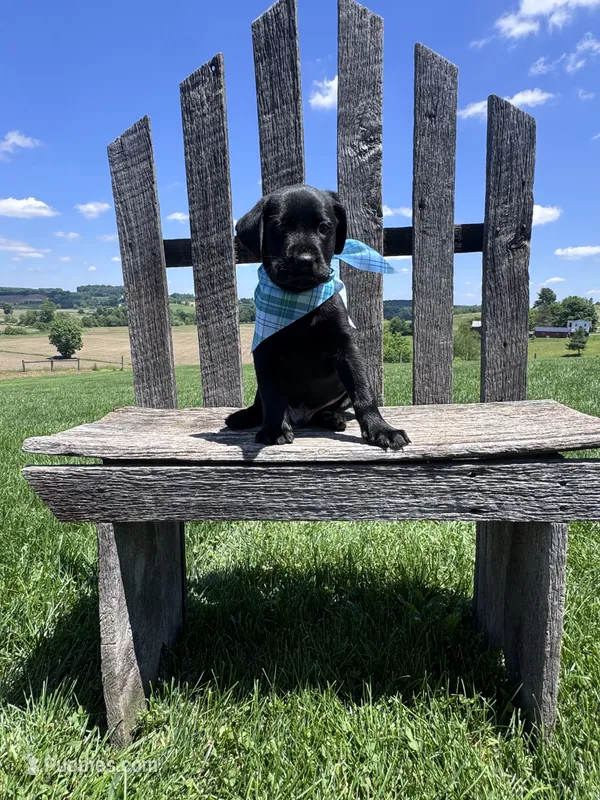 Chaol – Labrador Retriever puppy for sale in Dundee, OH