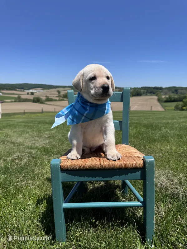 Aedion  – Labrador Retriever puppy for sale in Dundee, OH