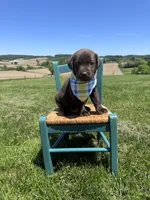 Dorian , a male Labrador Retriever for sale in Dundee, OH – 2 of 7