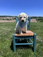Nox, a male Labrador Retriever for sale in Dundee, OH – 5 of 10