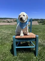 Nox, a male Labrador Retriever for sale in Dundee, OH – 10 of 10