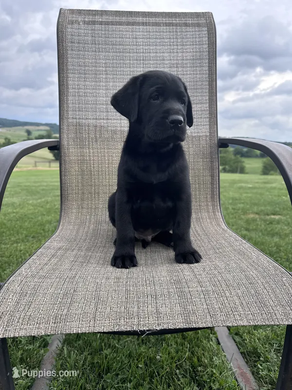 Fenrys  – Labrador Retriever puppy for sale in Dundee, OH
