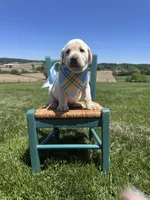 Rowan , a male Labrador Retriever for sale in Dundee, OH – 3 of 6