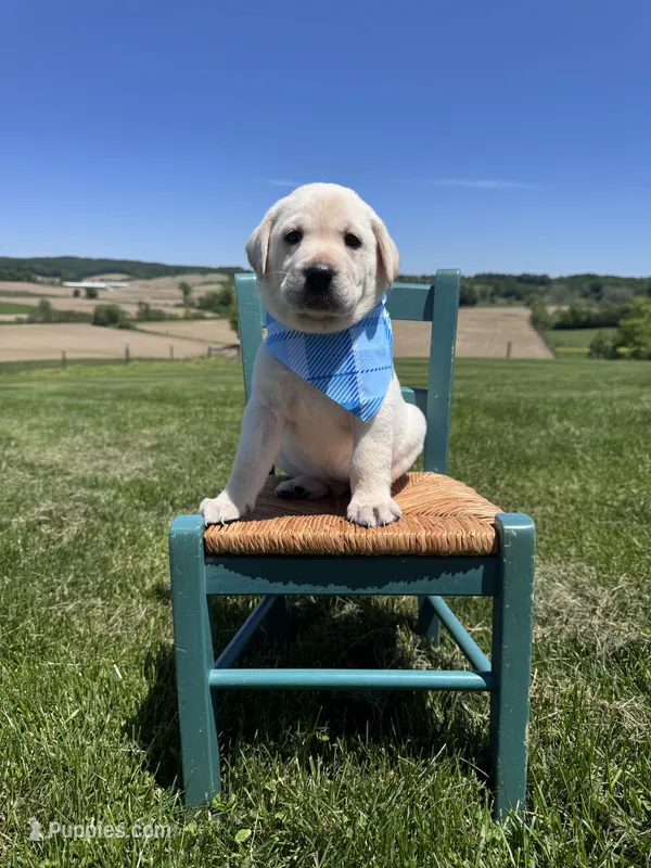 Nox – Labrador Retriever puppy for sale in Dundee, OH