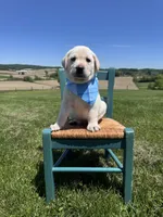 Nox, a male Labrador Retriever for sale in Dundee, OH – 1 of 10