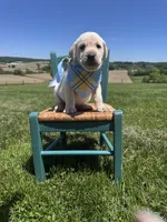 Rowan , a male Labrador Retriever for sale in Dundee, OH – 5 of 6