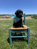 Lorcan , a male Labrador Retriever for sale in Dundee, OH – 2 of 8
