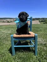 Lorcan , a male Labrador Retriever for sale in Dundee, OH – 3 of 8