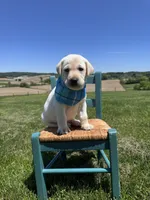 Aedion , a male Labrador Retriever for sale in Dundee, OH – 2 of 9
