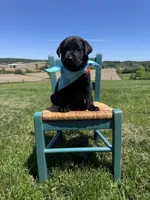 Lorcan , a male Labrador Retriever for sale in Dundee, OH – 8 of 8
