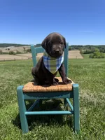 Dorian , a male Labrador Retriever for sale in Dundee, OH – 5 of 7
