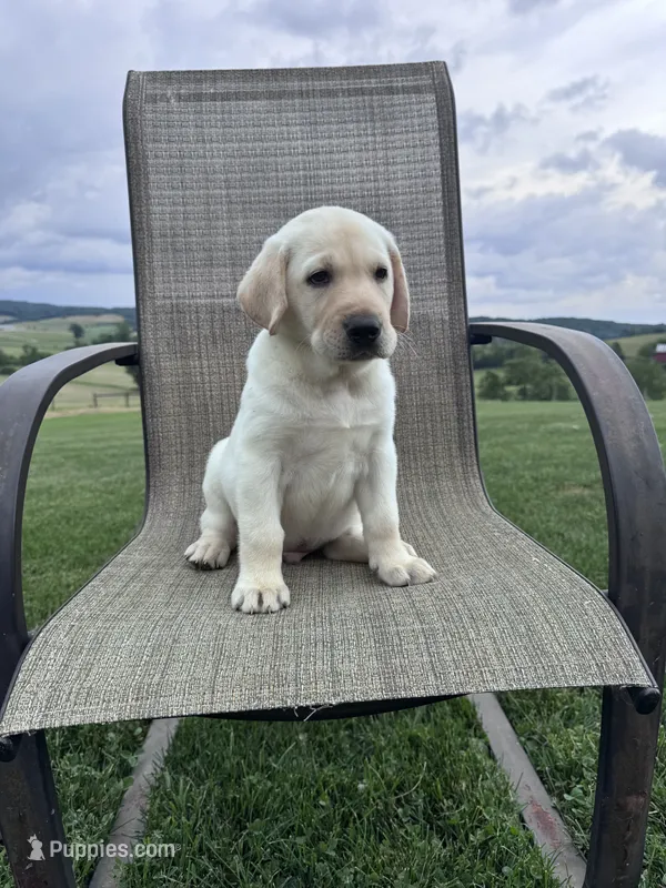 Aedion  – Labrador Retriever puppy for sale in Dundee, OH