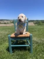 Rowan , a male Labrador Retriever for sale in Dundee, OH – 4 of 6