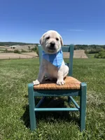 Nox, a male Labrador Retriever for sale in Dundee, OH – 2 of 10