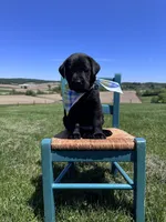 Fenrys , a male Labrador Retriever for sale in Dundee, OH – 7 of 7