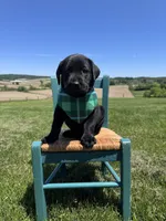Chaol, a male Labrador Retriever for sale in Dundee, OH – 2 of 9