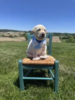 Darrow, a male Labrador Retriever for sale in Dundee, OH – 8 of 10