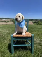 Nox, a male Labrador Retriever for sale in Dundee, OH – 4 of 10