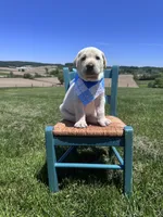 Darrow, a male Labrador Retriever for sale in Dundee, OH – 2 of 10