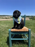 Fenrys , a male Labrador Retriever for sale in Dundee, OH – 4 of 7