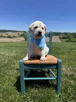 Nox, a male Labrador Retriever for sale in Dundee, OH – 6 of 10