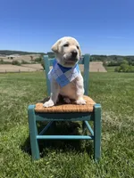 Darrow, a male Labrador Retriever for sale in Dundee, OH – 3 of 10