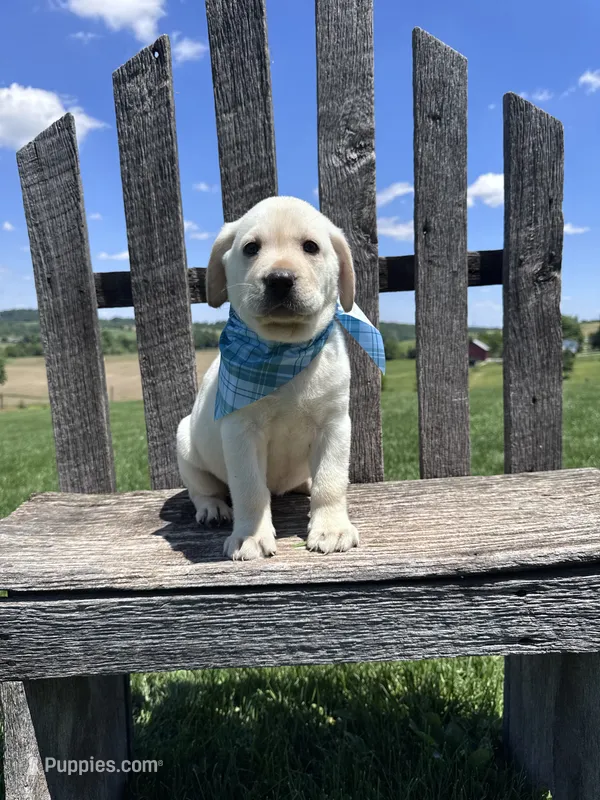 Nox – Labrador Retriever puppy for sale in Dundee, OH