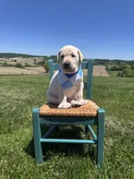 Darrow, a male Labrador Retriever for sale in Dundee, OH – 9 of 10