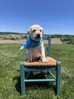 Aedion , a male Labrador Retriever for sale in Dundee, OH – 9 of 9