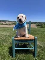 Aedion , a male Labrador Retriever for sale in Dundee, OH – 6 of 9