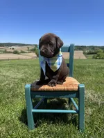 Dorian , a male Labrador Retriever for sale in Dundee, OH – 6 of 7