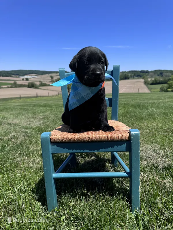 Lorcan  – Labrador Retriever puppy for sale in Dundee, OH