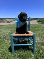 Lorcan , a male Labrador Retriever for sale in Dundee, OH – 1 of 8