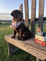 Luna , a female Labrador Retriever for sale in Dundee, OH – 4 of 8