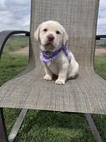 Avery , a female Labrador Retriever for sale in Dundee, OH – Photo 6 of 8