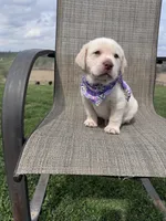 Avery , a female Labrador Retriever for sale in Dundee, OH – Photo 5 of 8